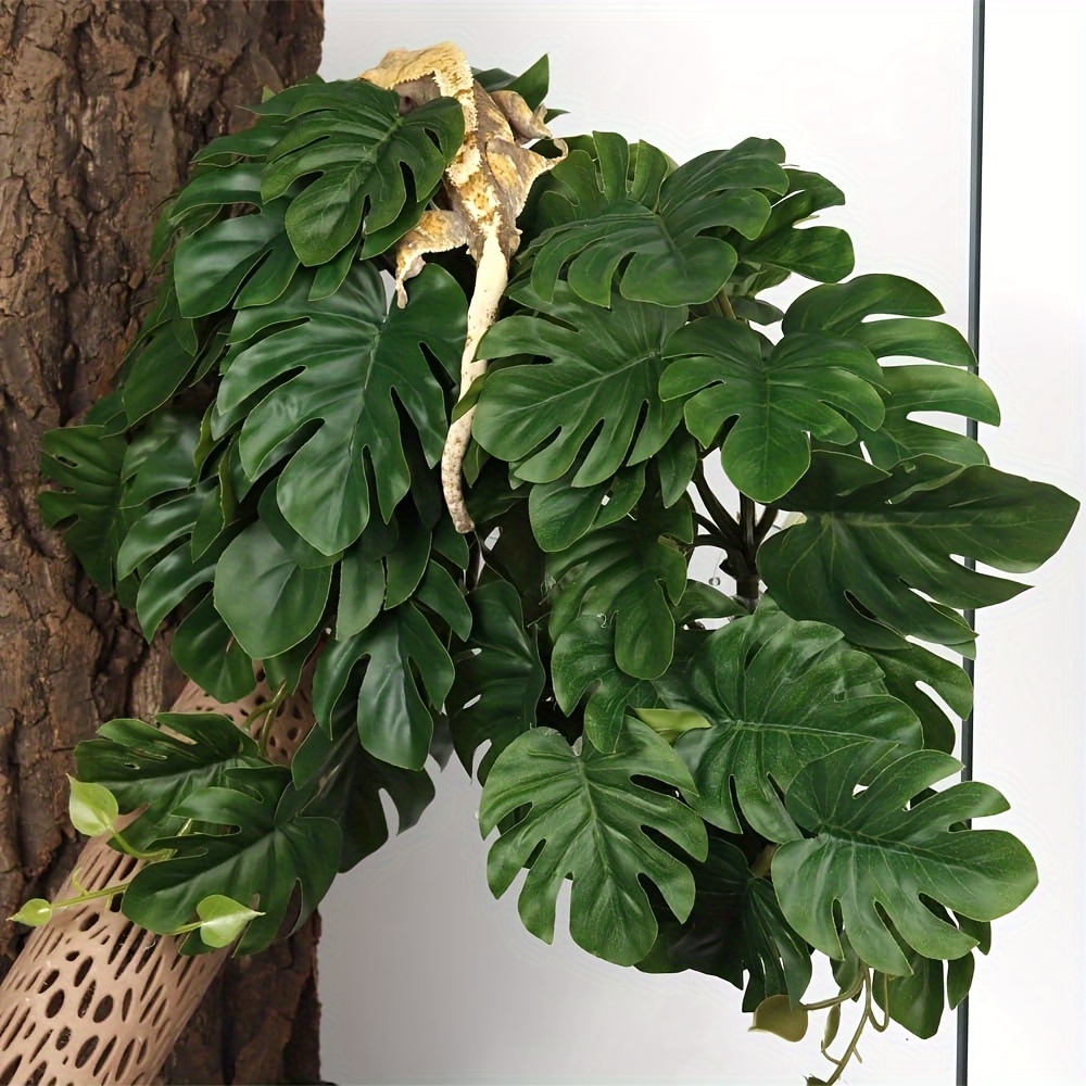 Reptilien-Pflanzen für Terrari – Monstera Adansonii Bewertung und Preis