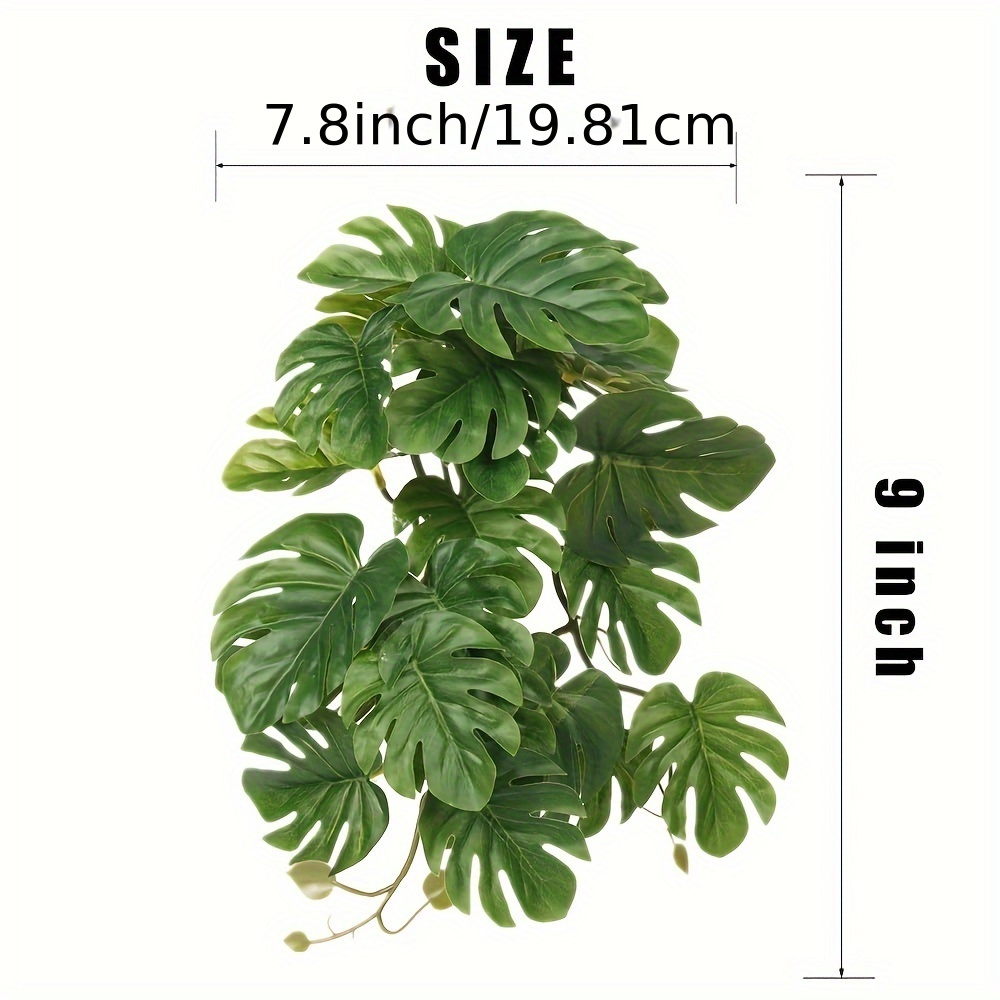 Reptilien-Pflanzen für Terrari – Monstera Adansonii Bewertung und Preis