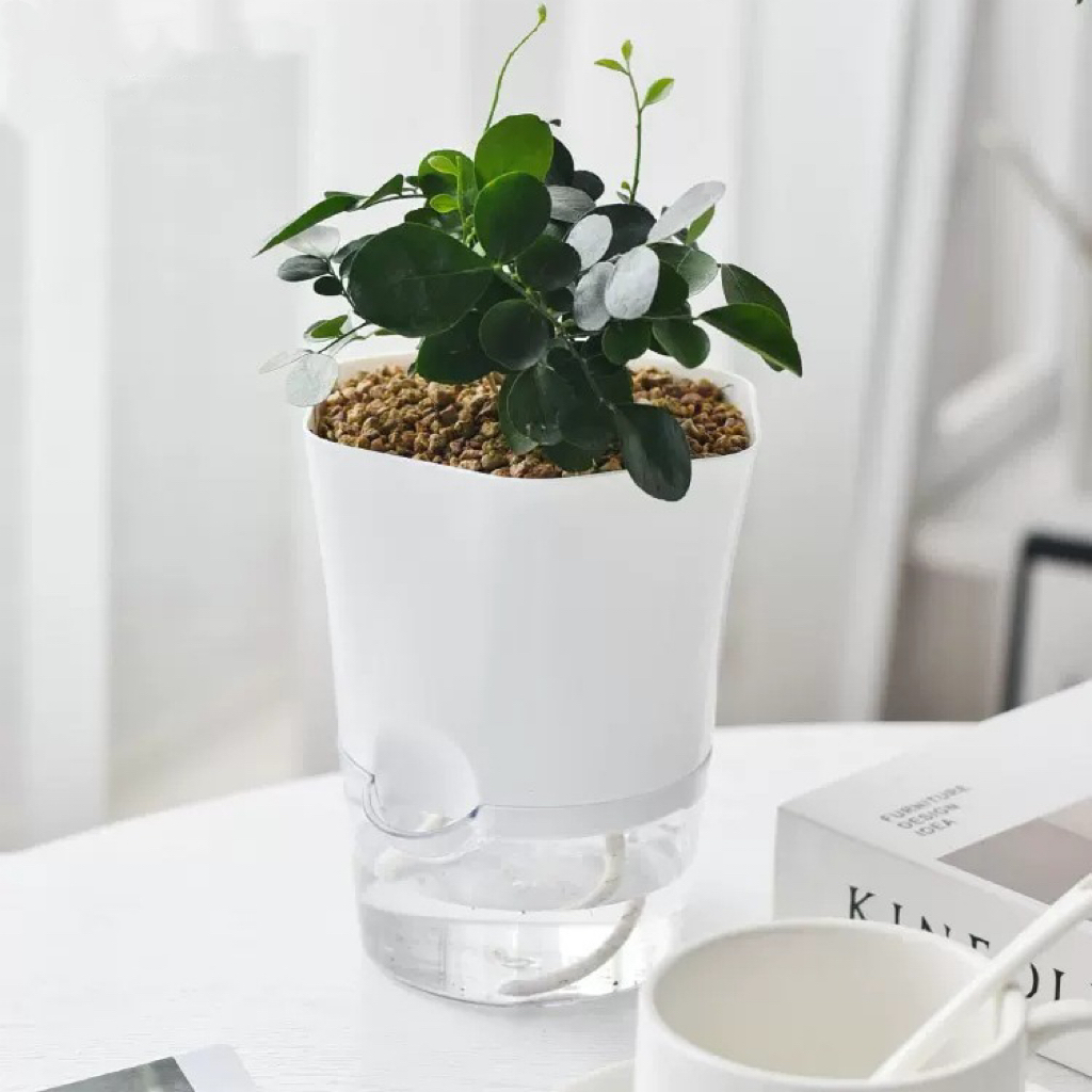 Transparente selbstbewässernde – Aloe Vera Pot Bewertung und Preis